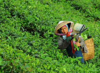 Farmworkers in coffee are having a tough time